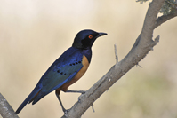Lamprotornis hildebrandti
